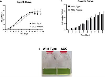 The Role of Pseudo-Orthocaspase (SyOC) of Synechocystis sp. PCC 6803 in Attenuating the Effect of Oxidative Stress